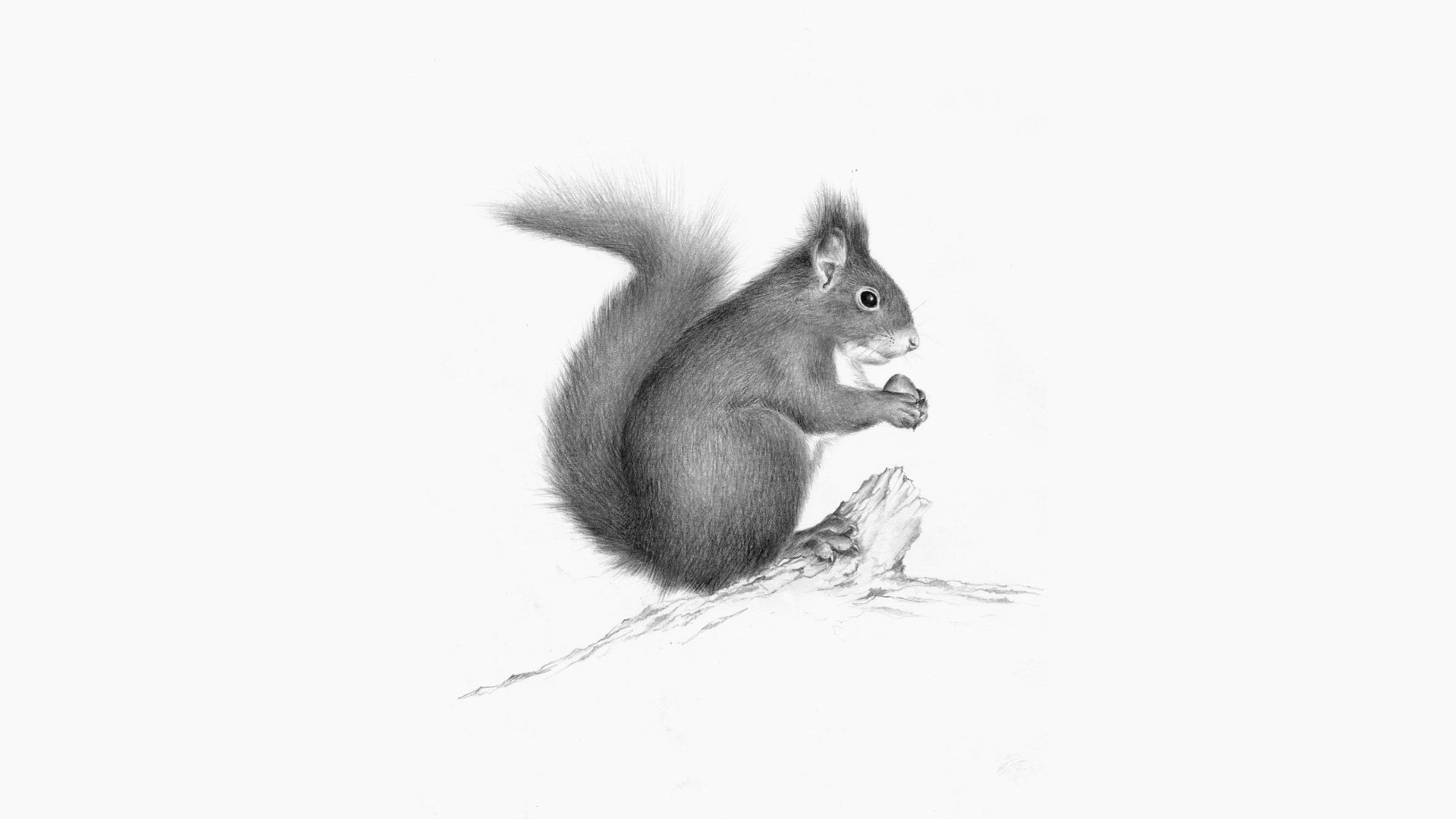Curso A Natureza Ilustrada