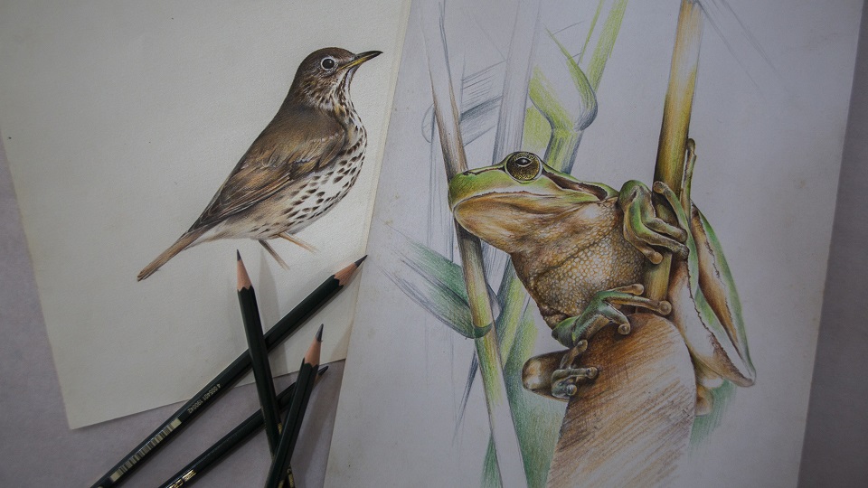 Curso Ilustração cor